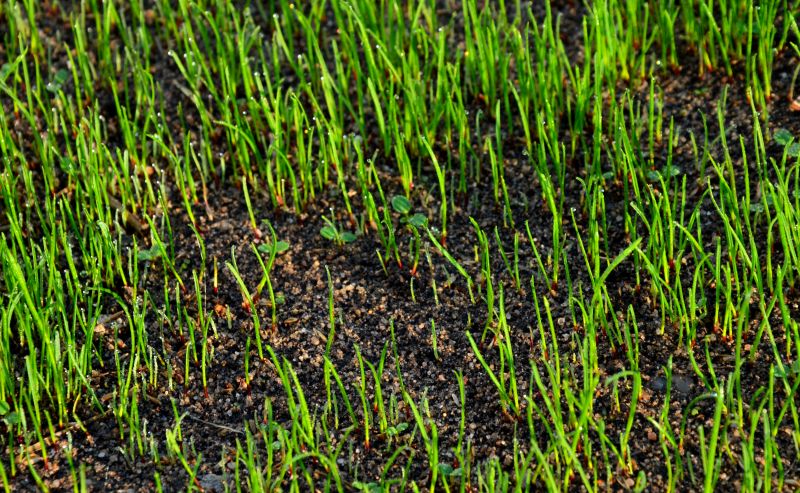 Late Spring to Early Summer